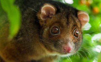 Según estudio, la deforestación está estresando a los mamíferos del mundo