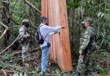 En Guaviare hallan 17,11 metros cúbicos de madera ilegal