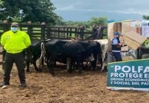 Contrabandista pretendían sacrificar y comercializar ocho reses en la frontera.