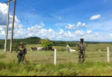 Recuperadas 52 cabezas de ganado avaluadas aproximadamente en 150’000.000 millones de pesos