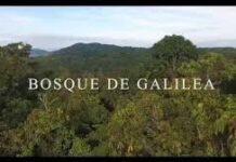 Cantos a la madre selva: por la protección del último Bosque Andino Amazónico de Colombia.