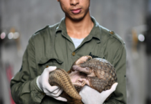 EE.UU. propone protección federal para el pangolín, el mamífero más traficado del mundo